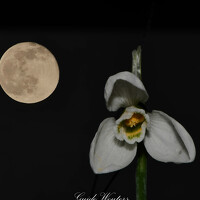 Портрет фотографа (аватар) Guido Wouters (GUIDO WOUTERS)