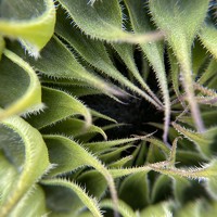 Портрет фотографа (аватар) Jackeline Gibbs