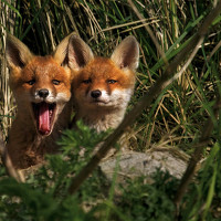 Портрет фотографа (аватар) Grzegorz Dąbrowski