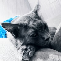 Портрет фотографа (аватар) Алексей Сафонов (Alexey Safonov)