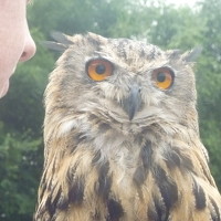 Портрет фотографа (аватар) Alicia Trimmiño