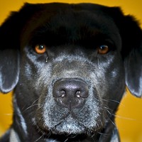 Портрет фотографа (аватар) Msoares Araujo (Mário alberto lima Araujo soares)