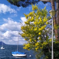 Портрет фотографа (аватар) Larissa Lvova