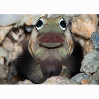 Портрет фотографа (аватар) ビンゴ ヒロコ (ビンゴヒロコ)