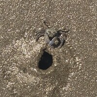 Портрет фотографа (аватар) Jahaan Gard (جہاں گرد)