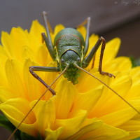 Портрет фотографа (аватар) Admir Idrizi