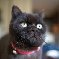 Фотография Alexander Портрет фотографа (аватар) Alexander