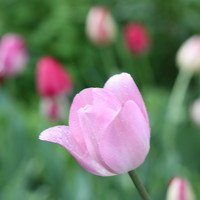 Портрет фотографа (аватар) Елена Брынько (ELENA BRYNKO)