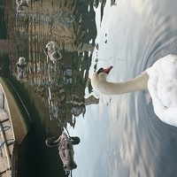 Портрет фотографа (аватар) Serap Karasinir (SERAP)