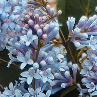 Портрет фотографа (аватар) Ив Ллин Юлия (Yulia Ev Llin)