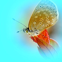 Портрет фотографа (аватар) ZHAOYAN