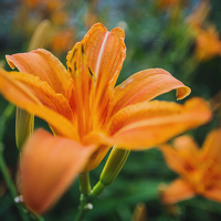 Портрет фотографа (аватар) Reshetnikova Katerina