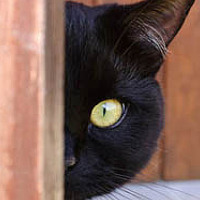 Портрет фотографа (аватар) Светлана