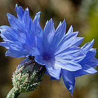 Портрет фотографа (аватар) marjanah