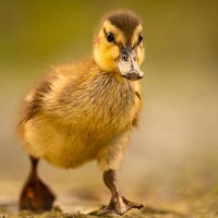 Портрет фотографа (аватар) Jasper Bertony