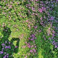 Портрет фотографа (аватар) Thái Hoàn (Thái Viết Hoàn)