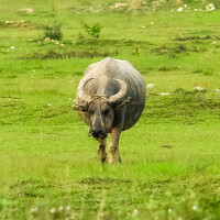 Портрет фотографа (аватар) quannv104