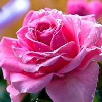 Портрет фотографа (аватар) Ксения (Ksenia)