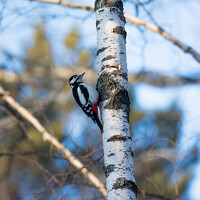 Портрет фотографа (аватар) Денис Воронов (Denis Voronov)