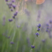 Портрет фотографа (аватар) . . (.)