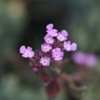 Портрет фотографа (аватар) Bolonieart Photos (Bolonie)