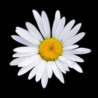 Портрет фотографа (аватар) Светлана Болотнова (Svetlana Bolotnova)