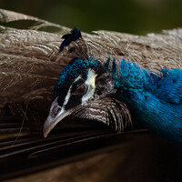 Портрет фотографа (аватар) Shima Hussni