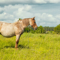 Портрет фотографа (аватар) Екатерина Счасная (Katya  Schasnaya)