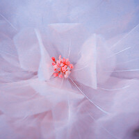 Портрет фотографа (аватар) Julia Bukshpan