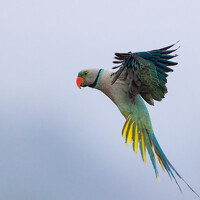 Портрет фотографа (аватар) Pothanis Sudhir (Sudhir Pothanis)