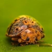 Портрет фотографа (аватар) Chauhan Dhruv (Dhruv Chauhan)