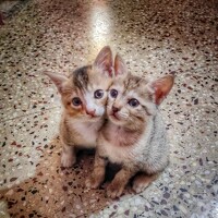 Портрет фотографа (аватар) Satishkumar Prakash (P.satish kumar)