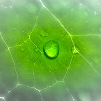 Портрет фотографа (аватар) Ata Hassanzadeh Dastforoush