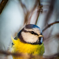 Портрет фотографа (аватар) Sofia Belyaeva