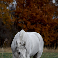 Портрет фотографа (аватар) Кристина Данилюк (Kristina Danilyuk)