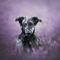 Портрет фотографа (аватар) Omica Meinen