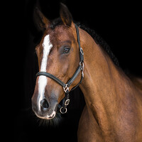 Портрет фотографа (аватар) Регина Сова (Regina Sova)