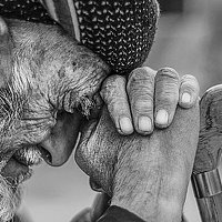 Портрет фотографа (аватар) omaralnahi