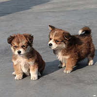 Портрет фотографа (аватар) px (pxbaby)