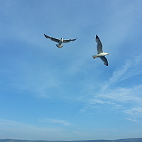 Портрет фотографа (аватар) Devrim (Revolution)