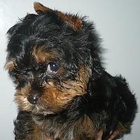 Портрет фотографа (аватар) Денис