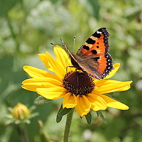 Портрет фотографа (аватар) Наталия