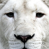 Портрет фотографа (аватар) sergey