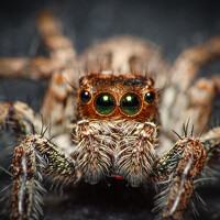 Портрет фотографа (аватар) Dhruv Shilpi (dhruv shilpi m)