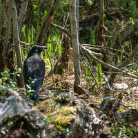 Портрет фотографа (аватар) Aleksandr Kadyshev
