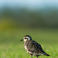 Фотография Aishik Das Портрет фотографа (аватар) Aishik Das