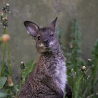 Портрет фотографа (аватар) Ирина Салминен (Irina Salminen)