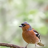 Портрет фотографа (аватар) Николай Николаенко (Nikolai Nikolaenko)