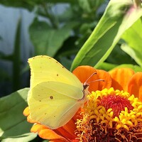 Портрет фотографа (аватар) Анастасия