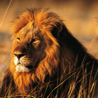 Портрет фотографа (аватар) Анна Белова (ANN BELOVA)